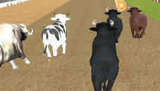 Bull Racing