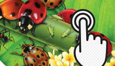 Ladybug Clicker