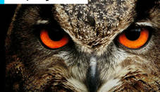 Owl Eyes Jigsaw