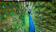 Peacock Jigsaw