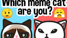 Which meme cat are you?